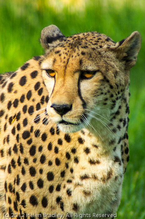 Cheetah