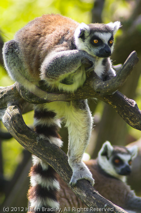 Ring Tail Lemur