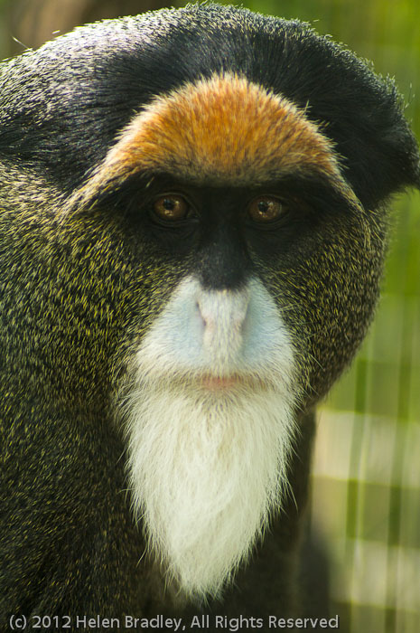 De Brazza monkey