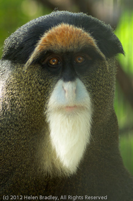 De Brazza monkey