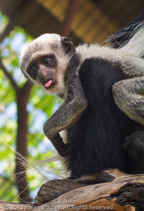 Baby Colobus monkey