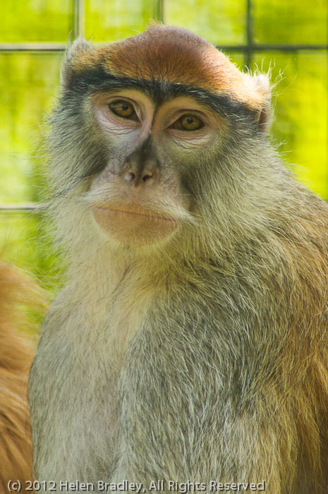 West patas monkey