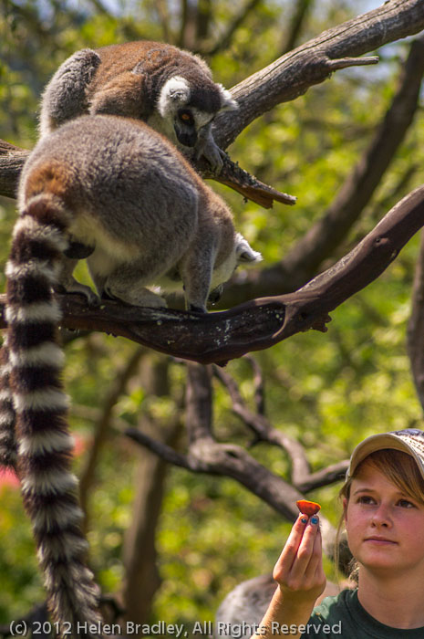 Ring Tail Lemurs and keeper