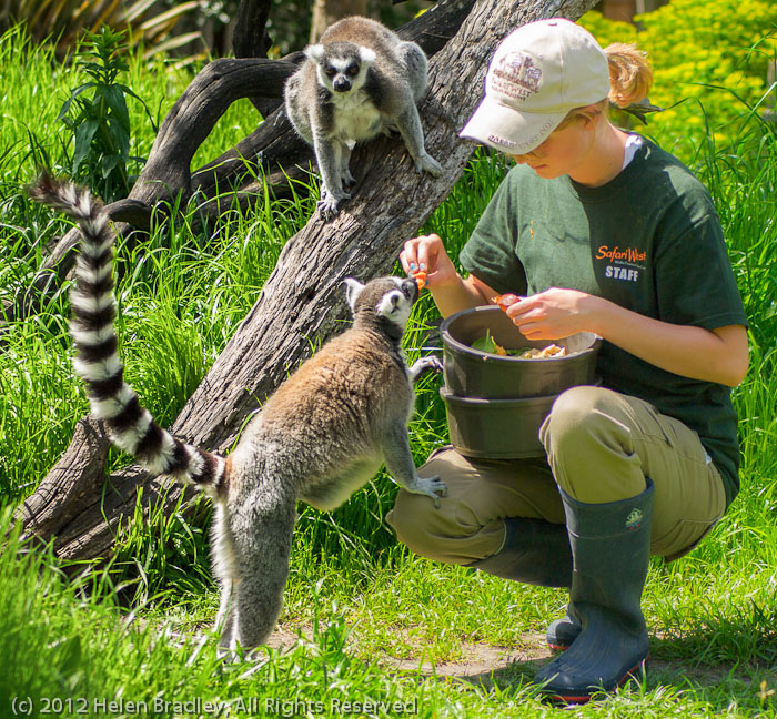 Ring Tail Lemurs and keeper