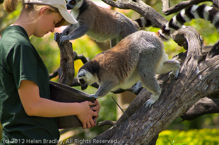 Ring Tail Lemurs and keeper