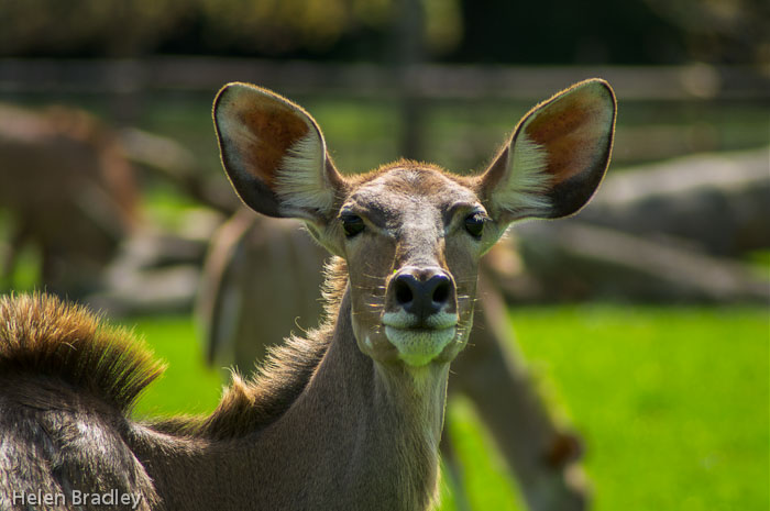 Nyala