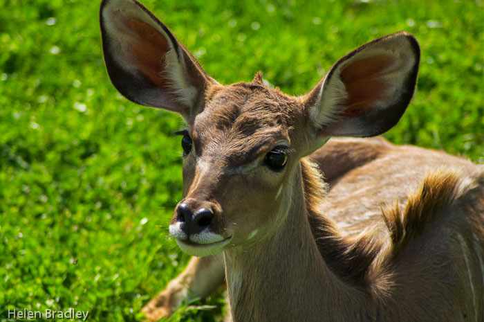 Nyala