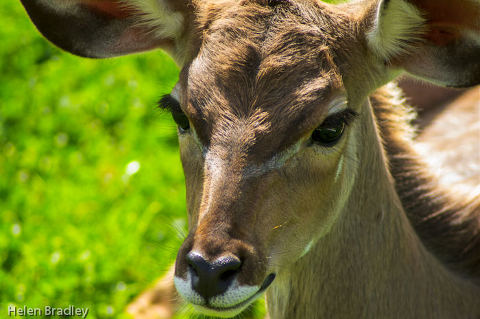 Nyala