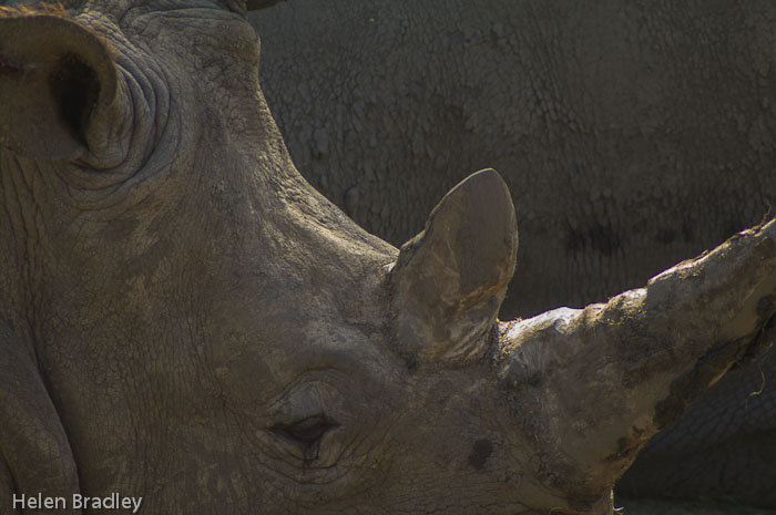 White Rhinoceros