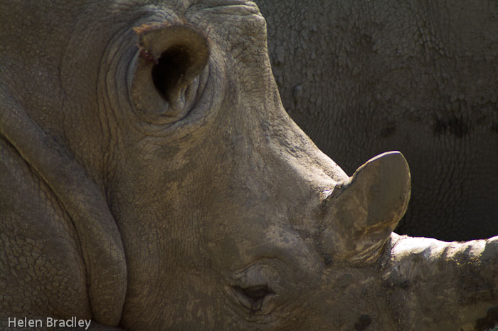 White Rhinoceros