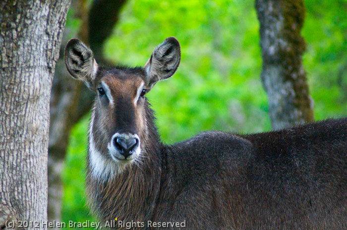 Waterbuck