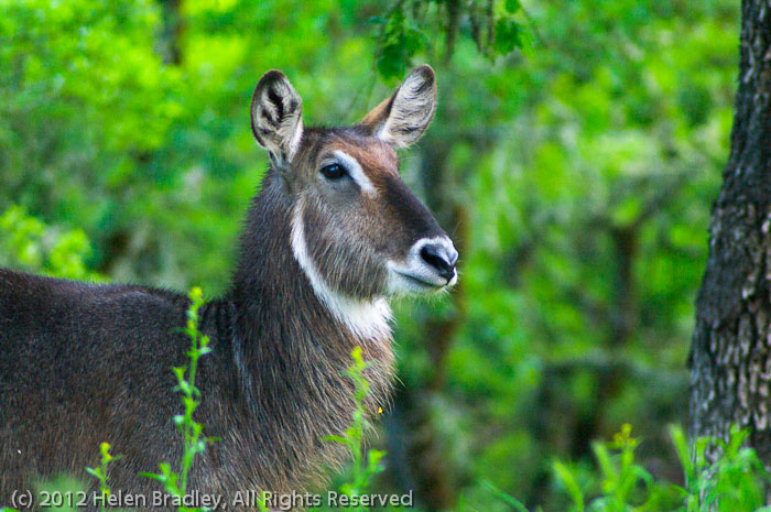 Waterbuck