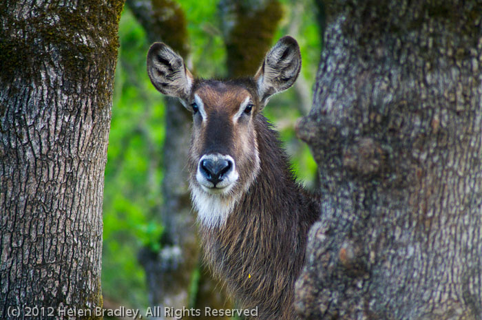 Waterbuck