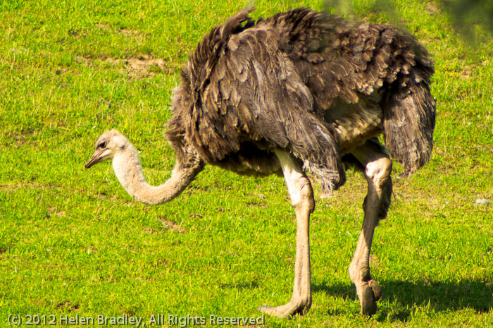 Ostrich