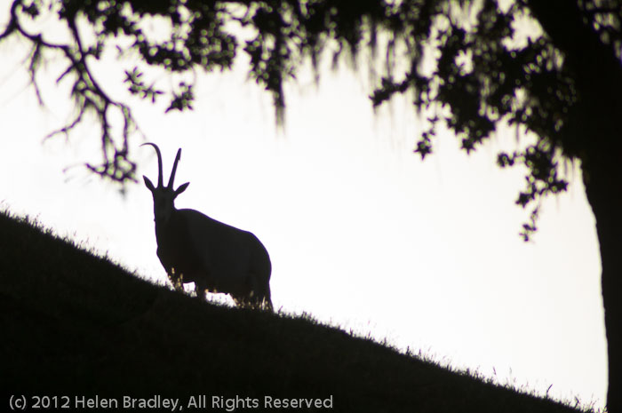 An Eland in Evening Silhouette