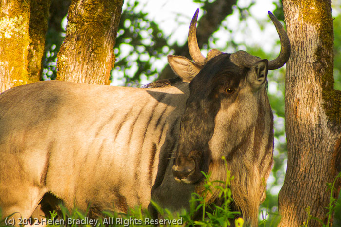 Blue Wildebeest