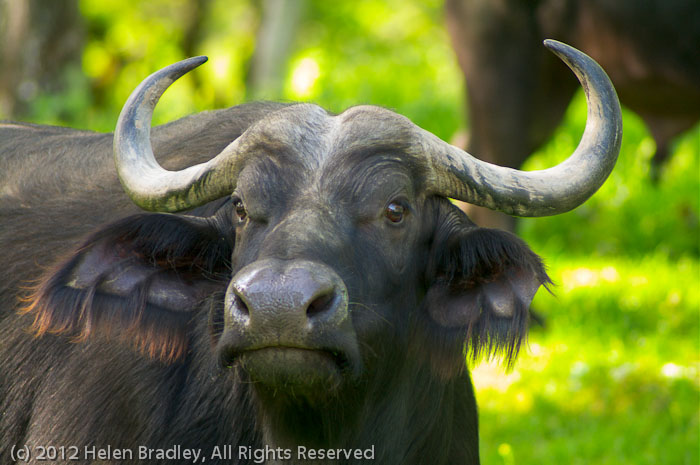 Cape Buffalo