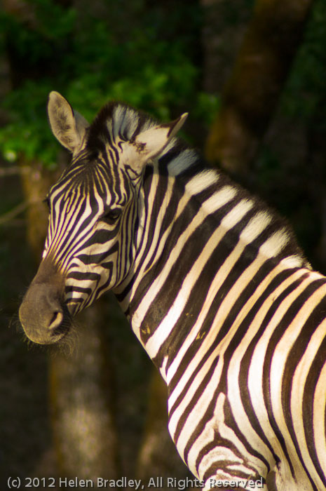 Zebra