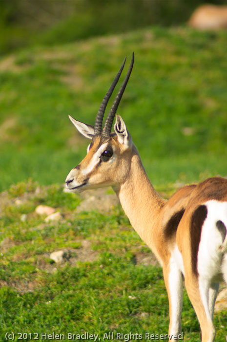 Springbok