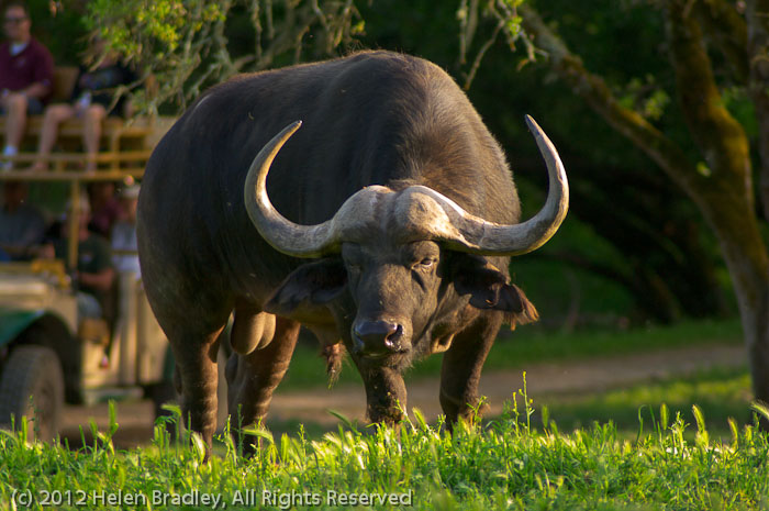 Cape Buffalo